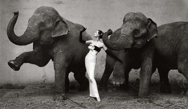 dovima-elephant_mini